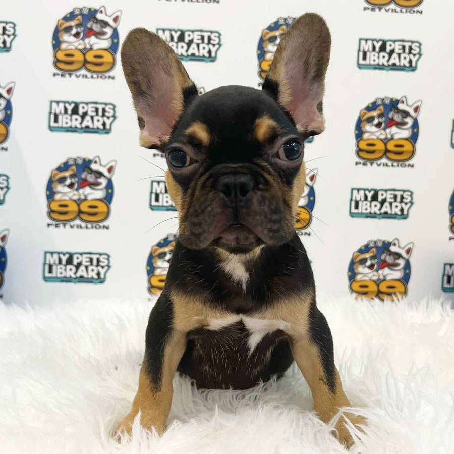 French Bulldog Puppy (Male) For Sale