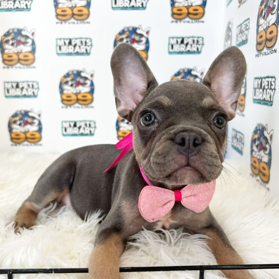 French Bulldog Puppy (Female) For Sale