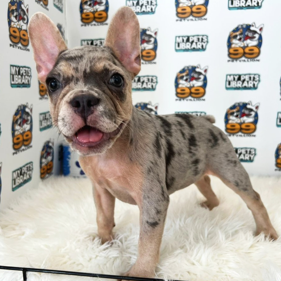 French Bulldog Puppy (Female) For Sale