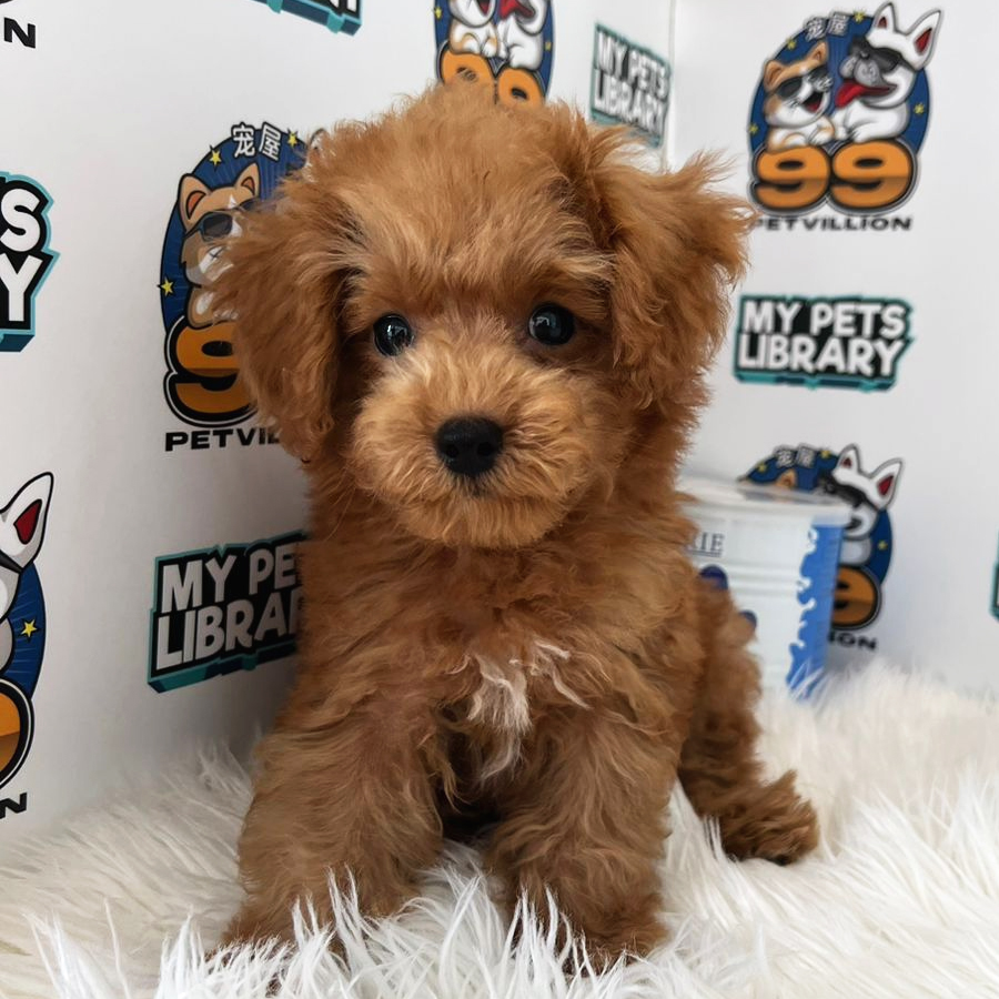 Toy Poodle Puppy (Male) For Sale