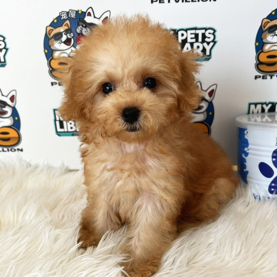 Toy Poodle Puppy (Female) For Sale