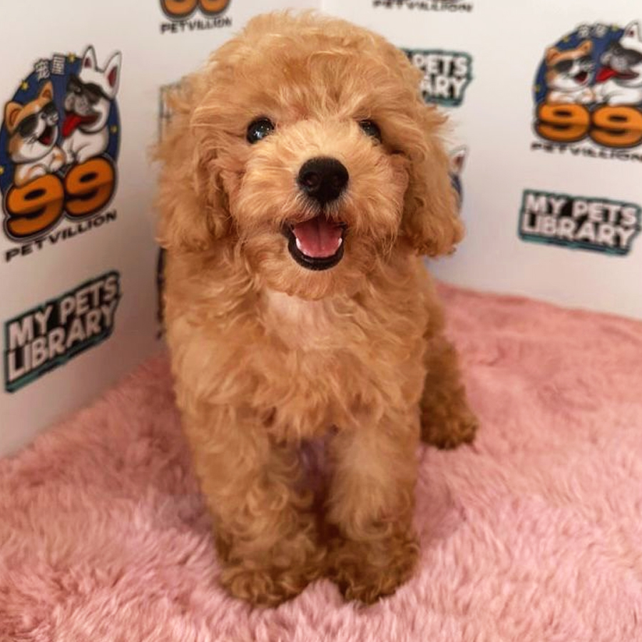 Toy Poodle Puppy (Female) For Sale