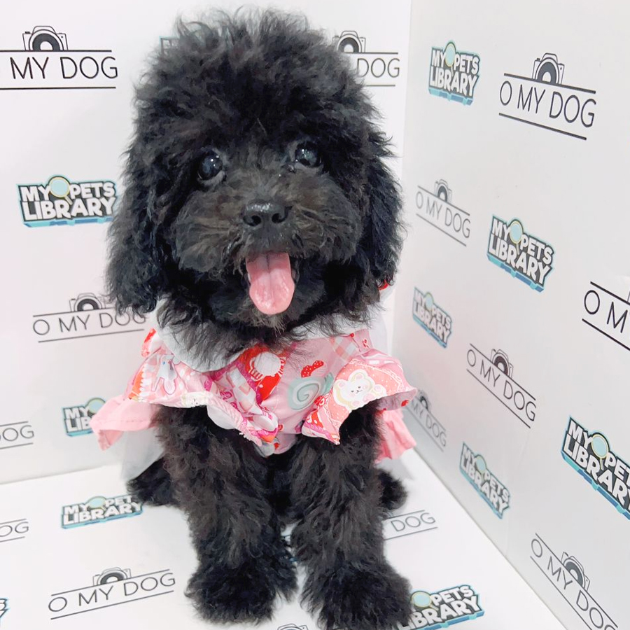 Toy Poodle Puppy (Female) For Sale