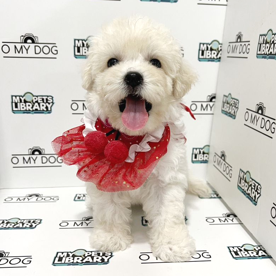 Bichon Frise Puppy (Female) For Sale