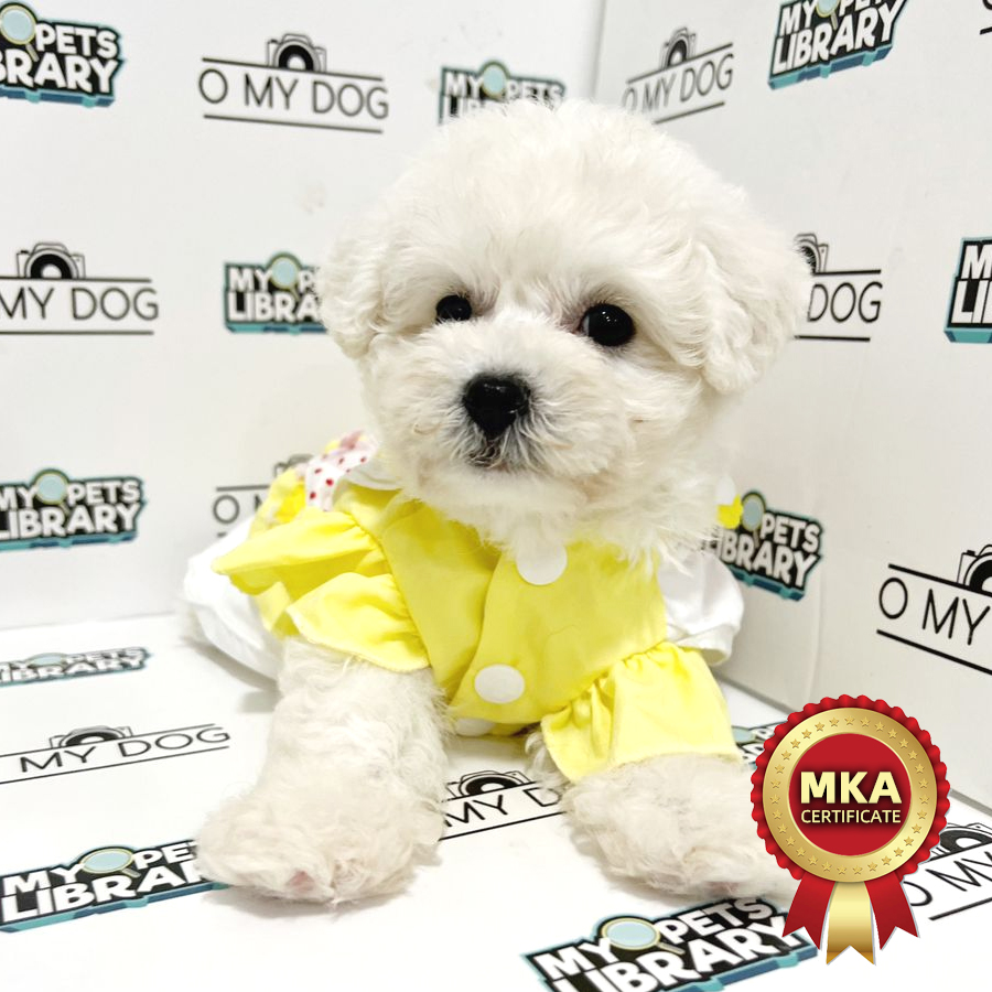 MKA Bichon Frise Puppy (Female) For Sale