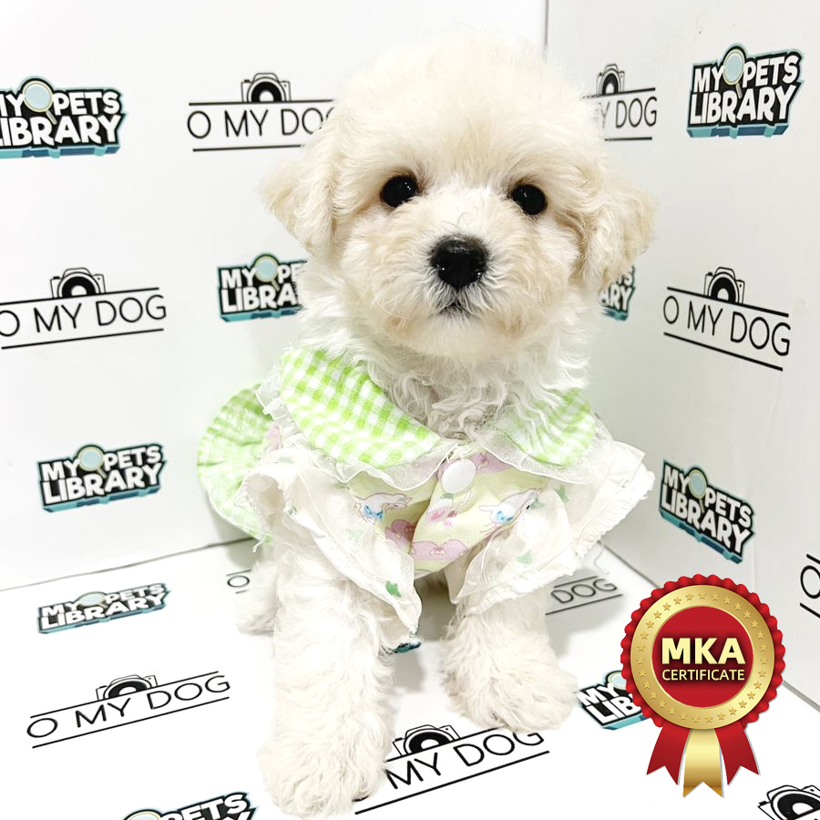 MKA Bichon Frise Puppy (Female) For Sale