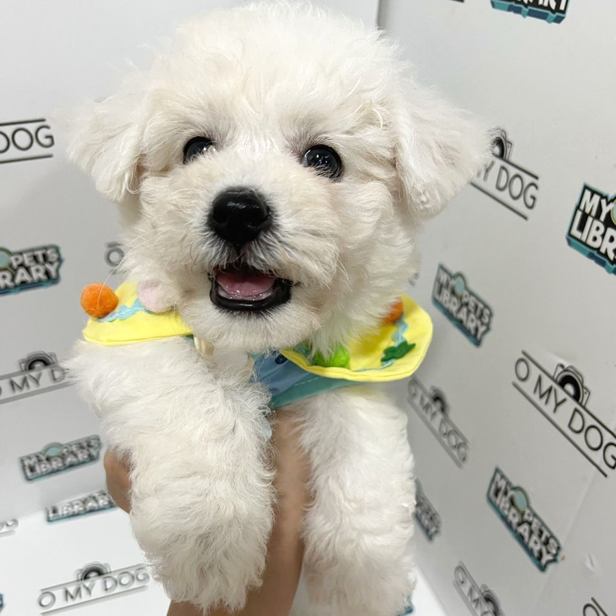 Bichon Frise Puppy (Male) For Sale