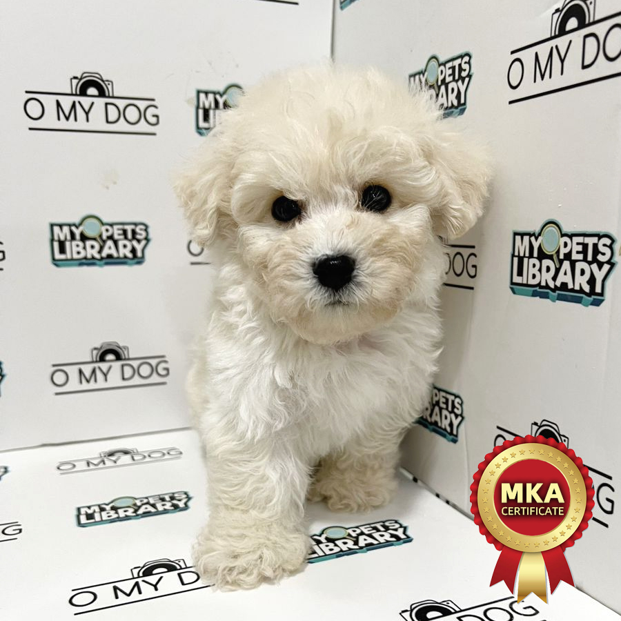 MKA Bichon Frise Puppy (Male) For Sale