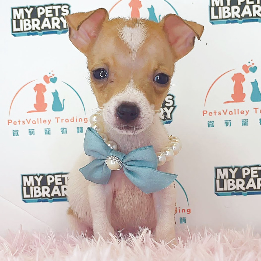 Jack Russell Puppy (Male) For Sale