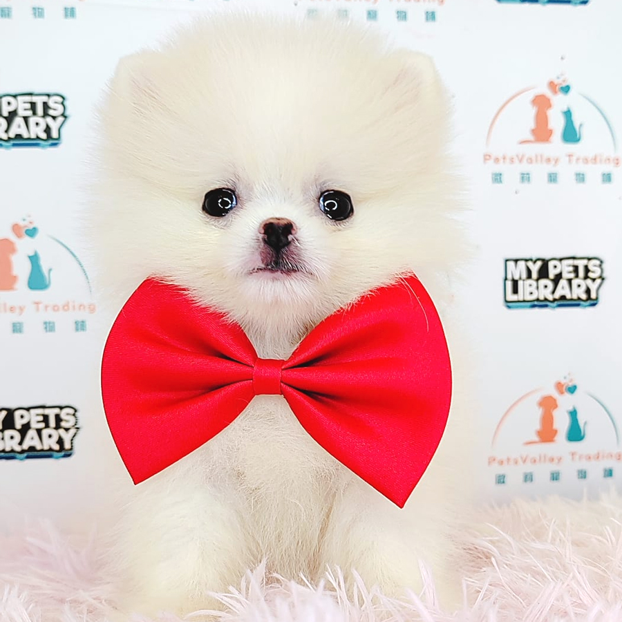 Tiny Pomeranian Puppy (Female) For Sale