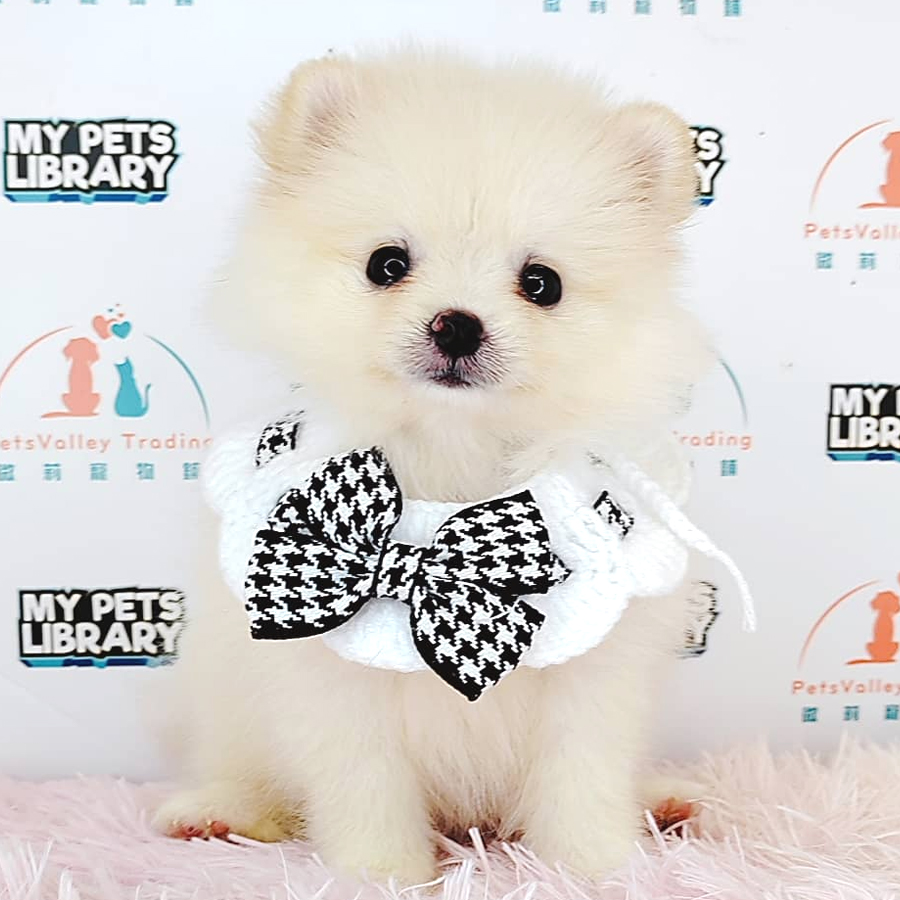 Tiny Pomeranian Puppy (Female) For Sale