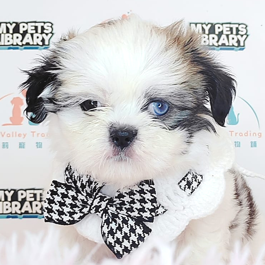 Shih Tzu Puppy (Female) For Sale