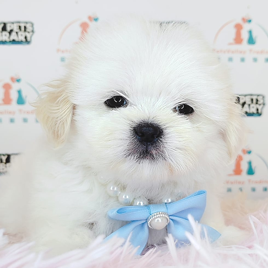 Shih Tzu Puppy (Male) For Sale