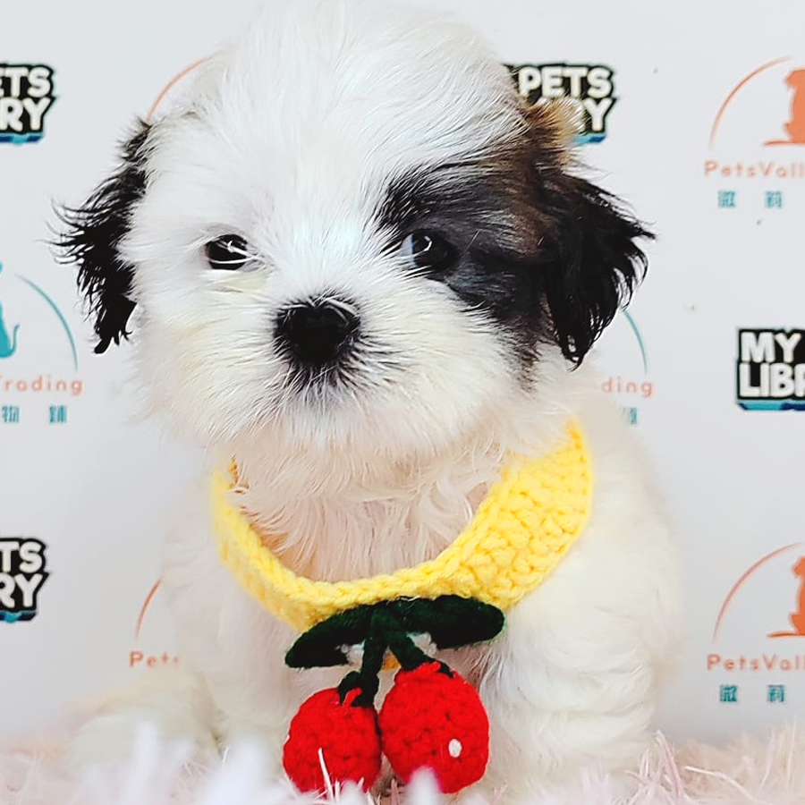 Shih Tzu Puppy (Male) For Sale