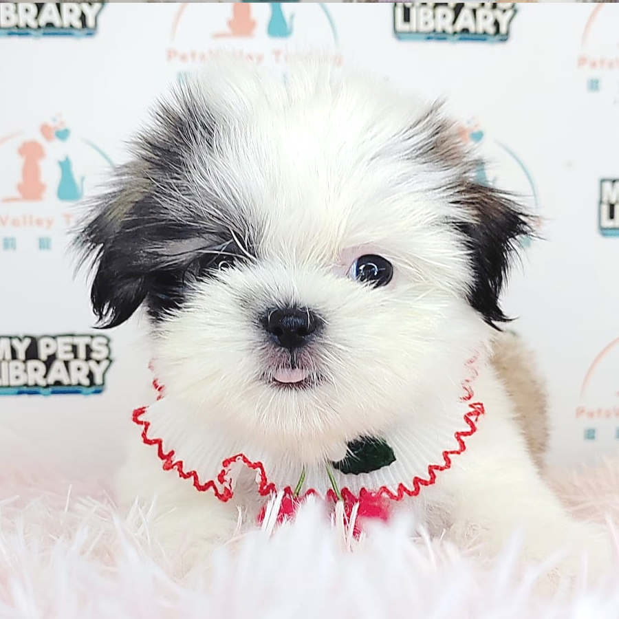 Shih Tzu Puppy (Male) For Sale