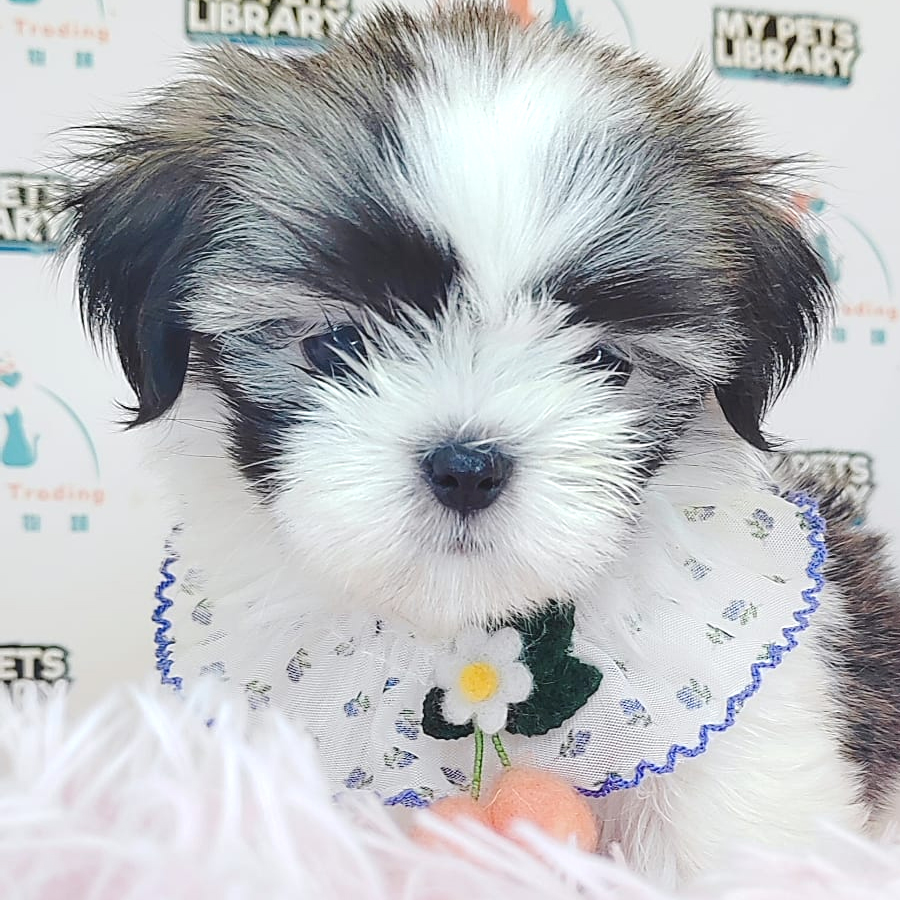 Shih Tzu Puppy (Female) For Sale