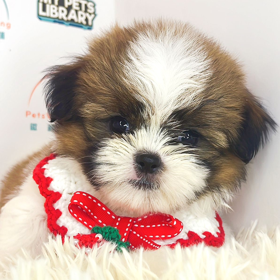 Shih Tzu Puppy (Male) For Sale