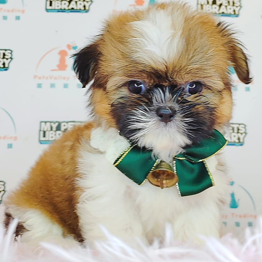 Shih Tzu Puppy (Male) For Sale