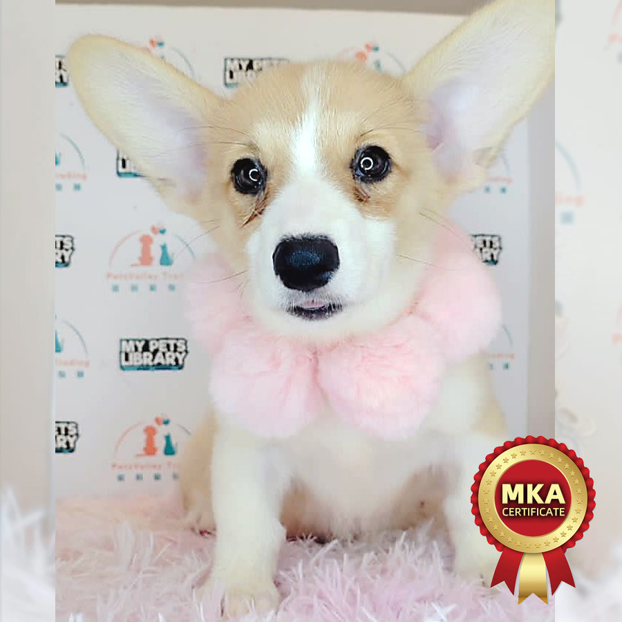 MKA Welsh Corgi Puppy (Female) For Sale