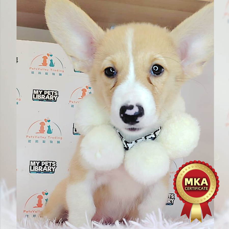 MKA Welsh Corgi Puppy (Female) For Sale