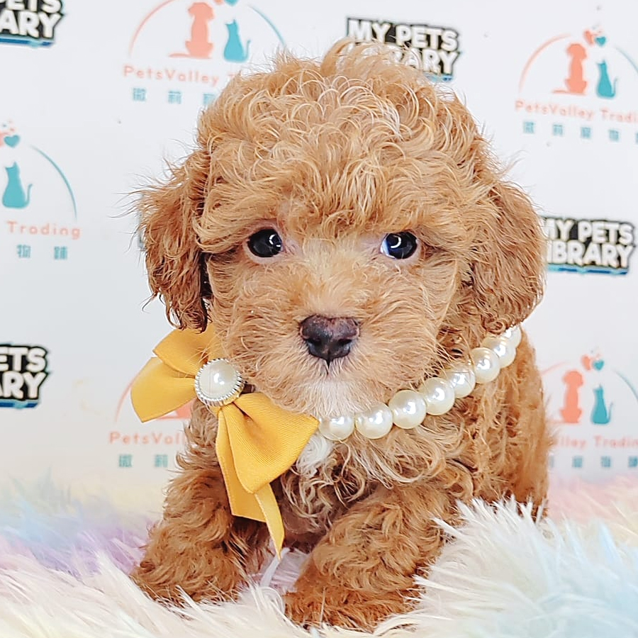 Tiny Poodle Puppy (Male) For Sale