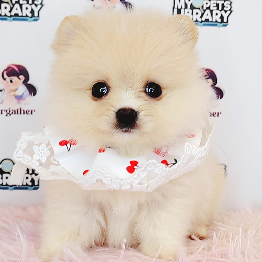 Tiny Pomeranian Puppy (Male) For Sale