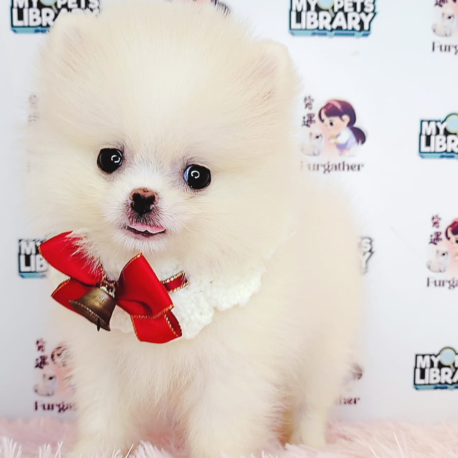 Tiny Pomeranian Puppy (Female) For Sale