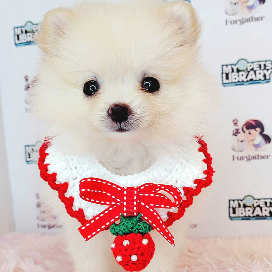 Tiny Pomeranian Puppy (Female) For Sale