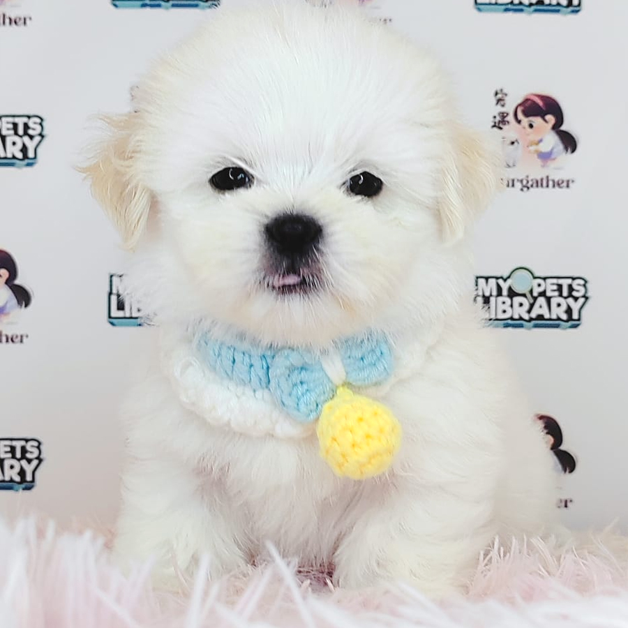 Shih Tzu Puppy (Male) For Sale