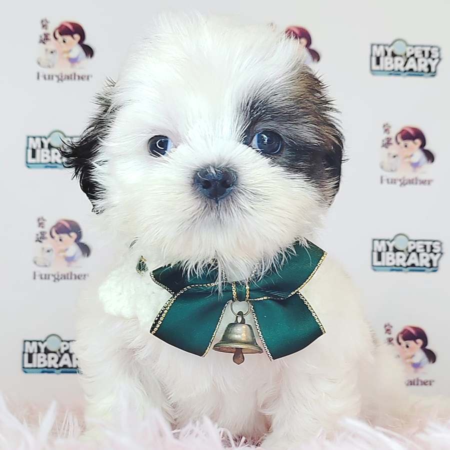 Shih Tzu Puppy (Female) For Sale