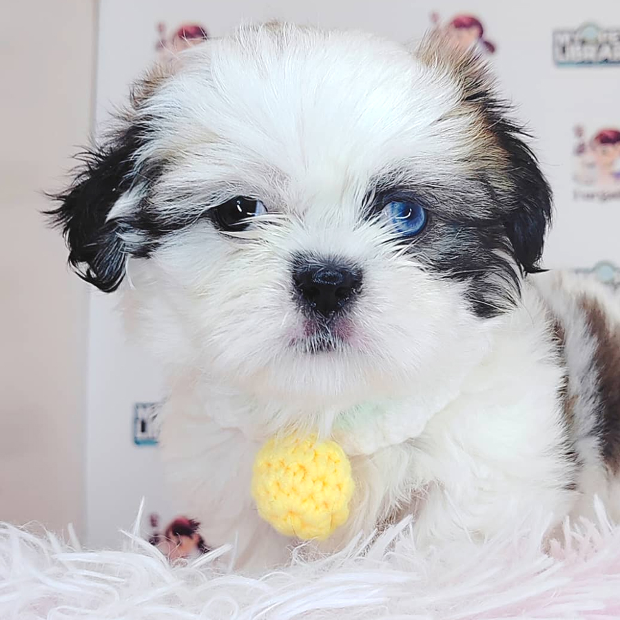 Shih Tzu Puppy (Female) For Sale