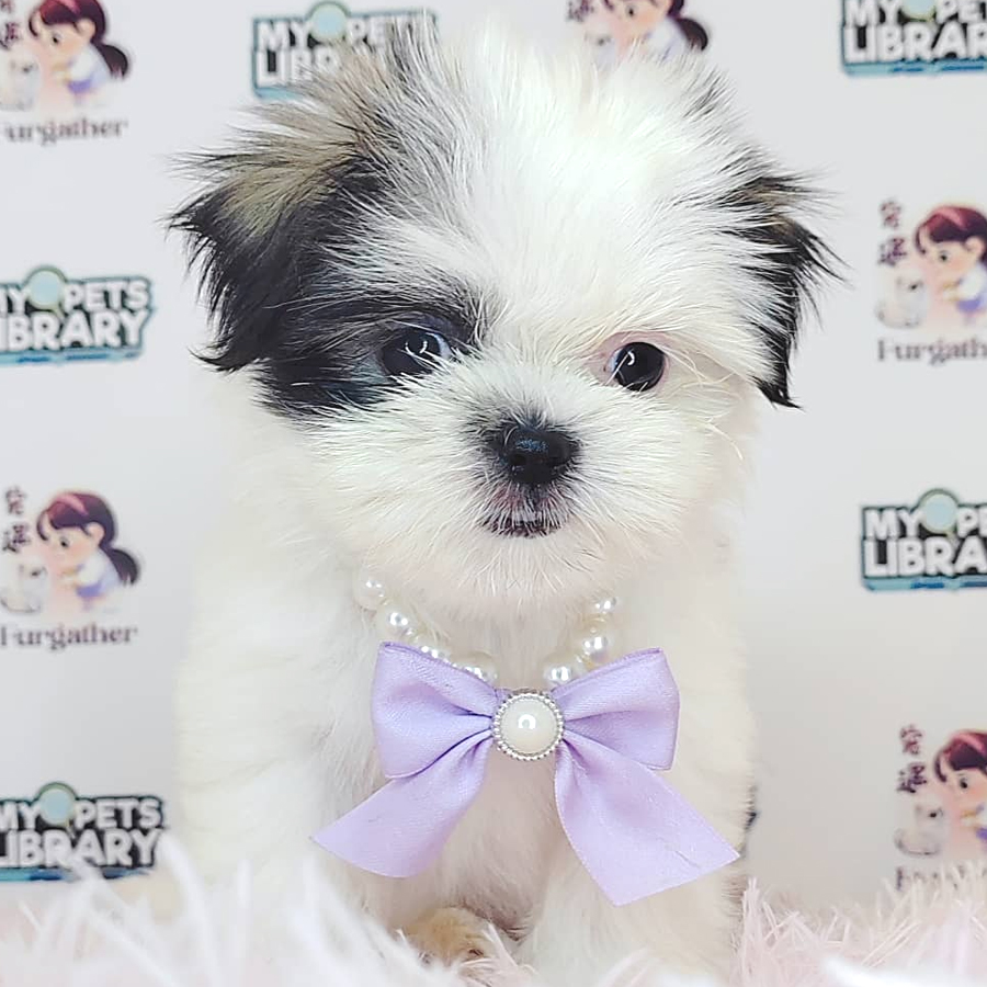 Shih Tzu Puppy (Male) For Sale