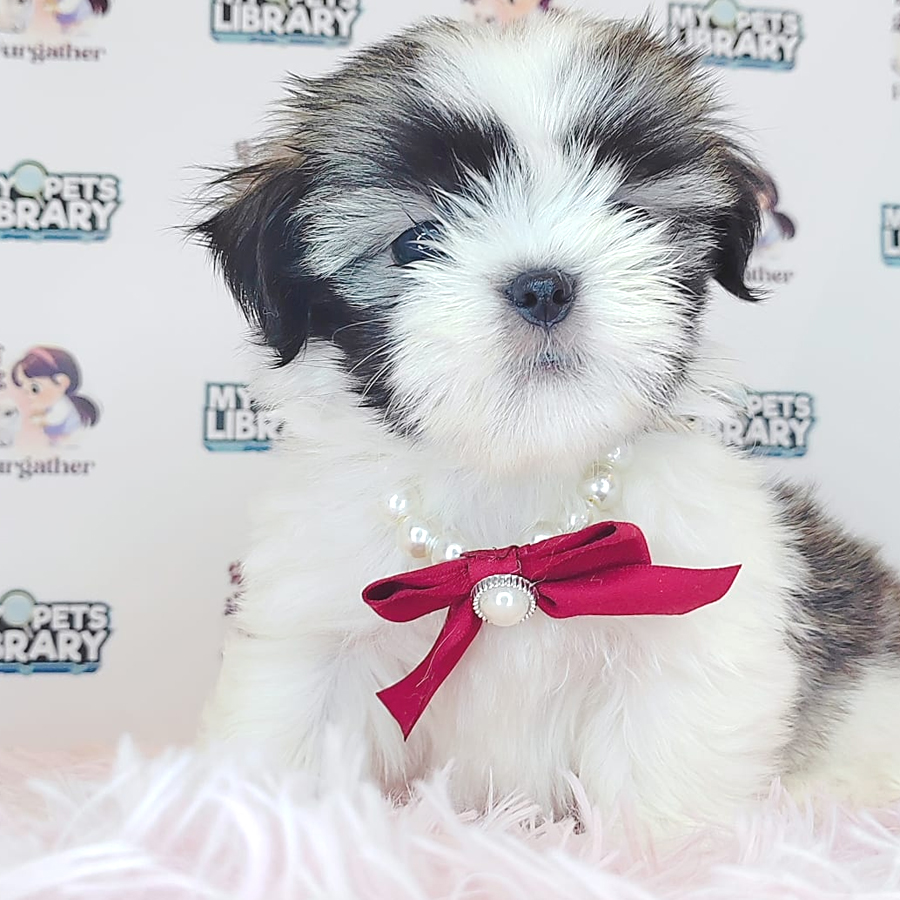 Shih Tzu Puppy (Female) For Sale