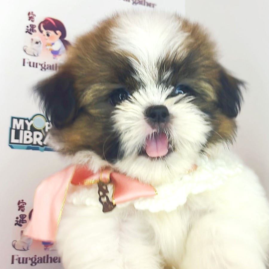 Shih Tzu Puppy (Male) For Sale