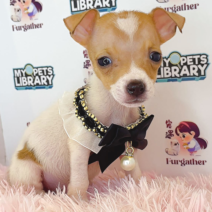 Jack Russell Puppy (Male) For Sale