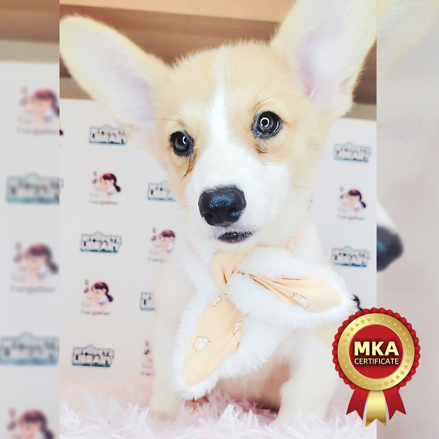MKA Welsh Corgi Puppy (Female) For Sale