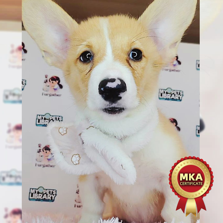 MKA Welsh Corgi Puppy (Female) For Sale