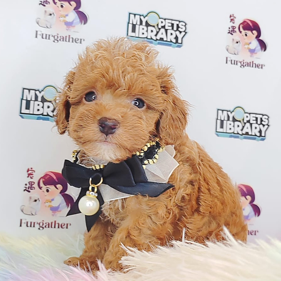 Tiny Poodle Puppy (Male) For Sale