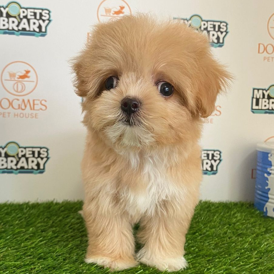 Maltipoo Puppy (Female) For Sale