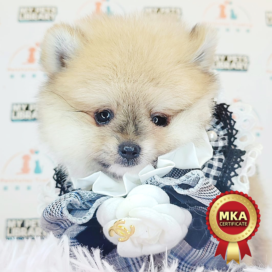 MKA Pomeranian Puppy (Male) For Sale