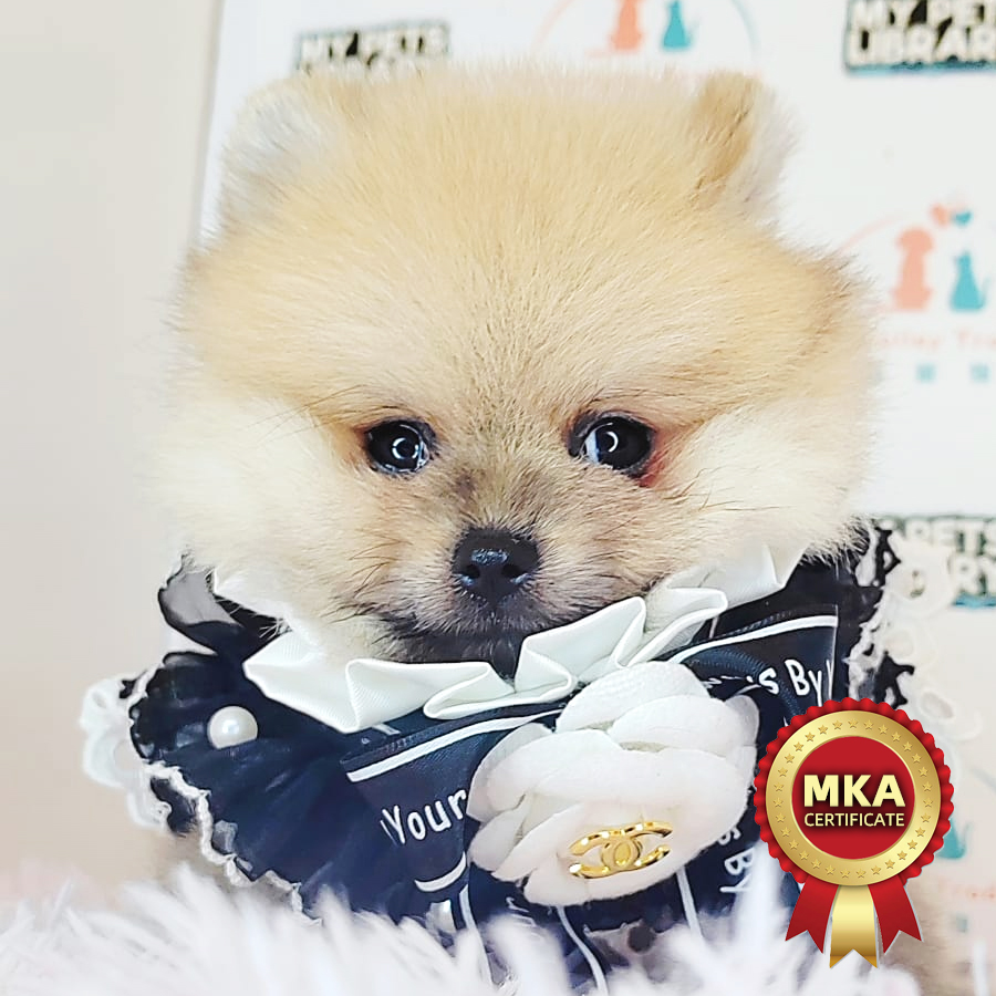 MKA Pomeranian Puppy (Male) For Sale