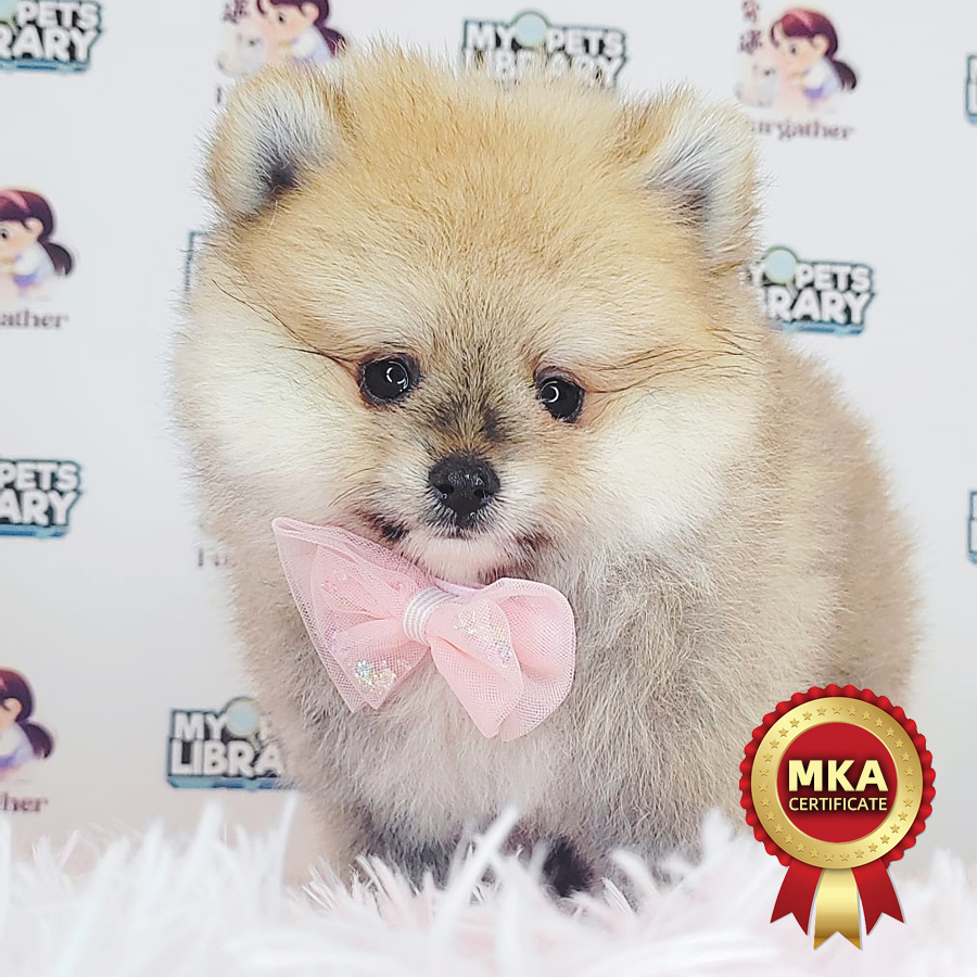 MKA Pomeranian Puppy (Male) For Sale