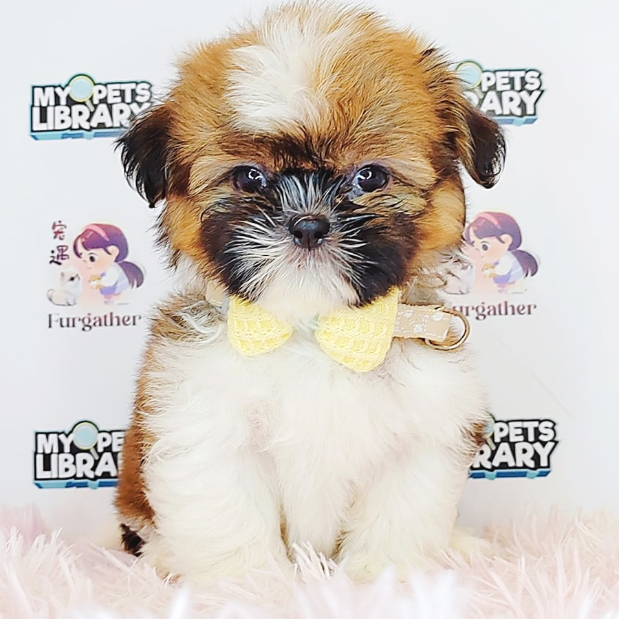 Shih Tzu Puppy (Male) For Sale