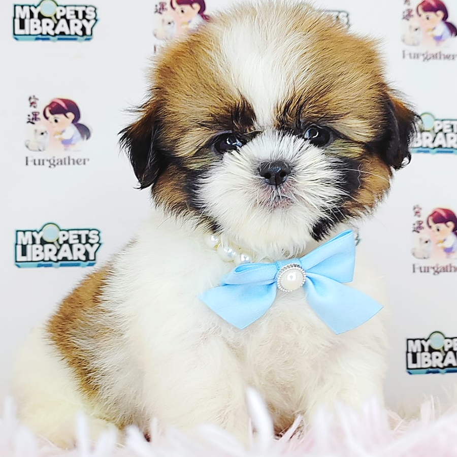 Shih Tzu Puppy (Female) For Sale