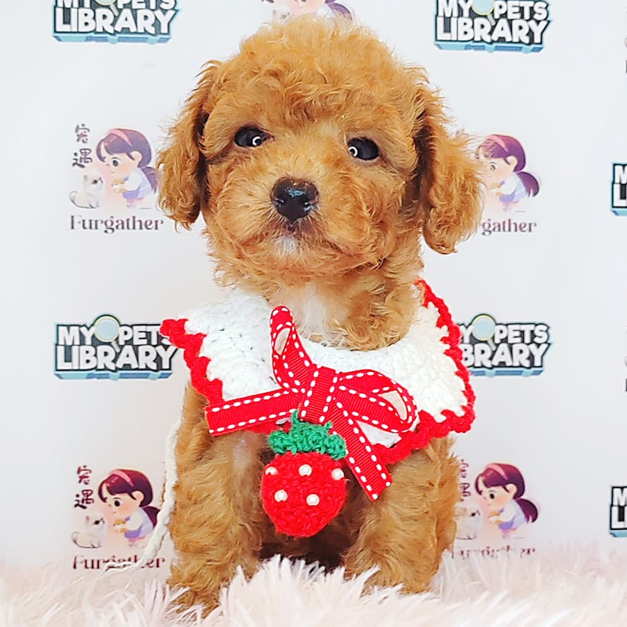 Tiny Poodle Puppy (Female) For Sale