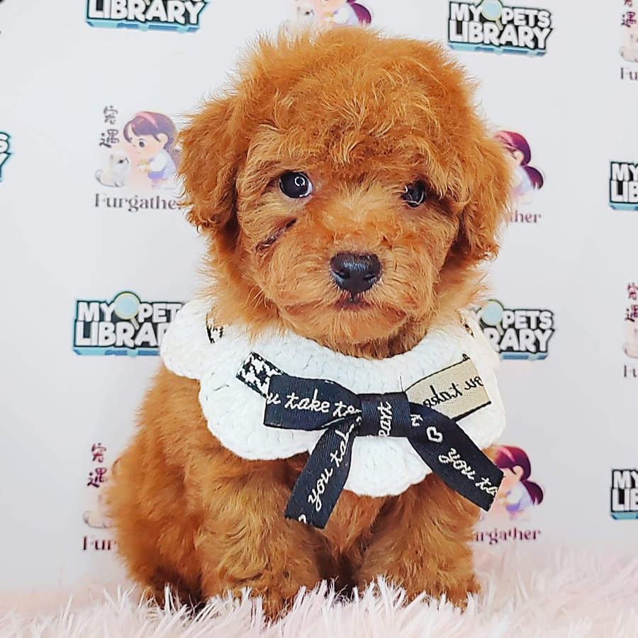 Tiny Poodle Puppy (Male) For Sale