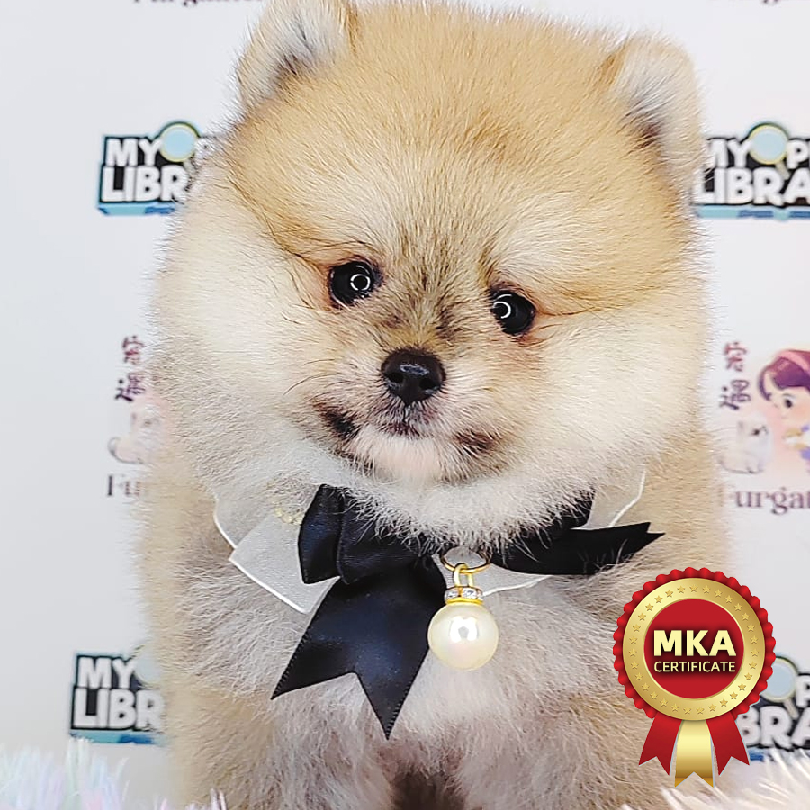 MKA Pomeranian Puppy (Male) For Sale