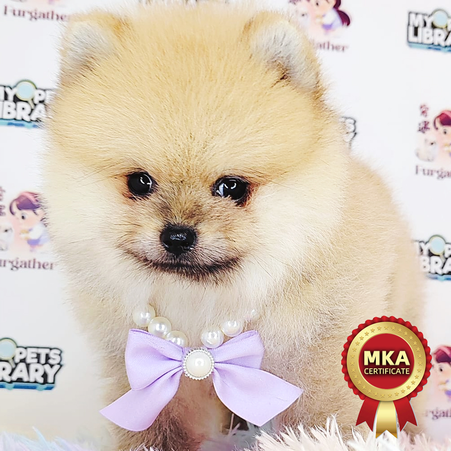 MKA Pomeranian Puppy (Male) For Sale