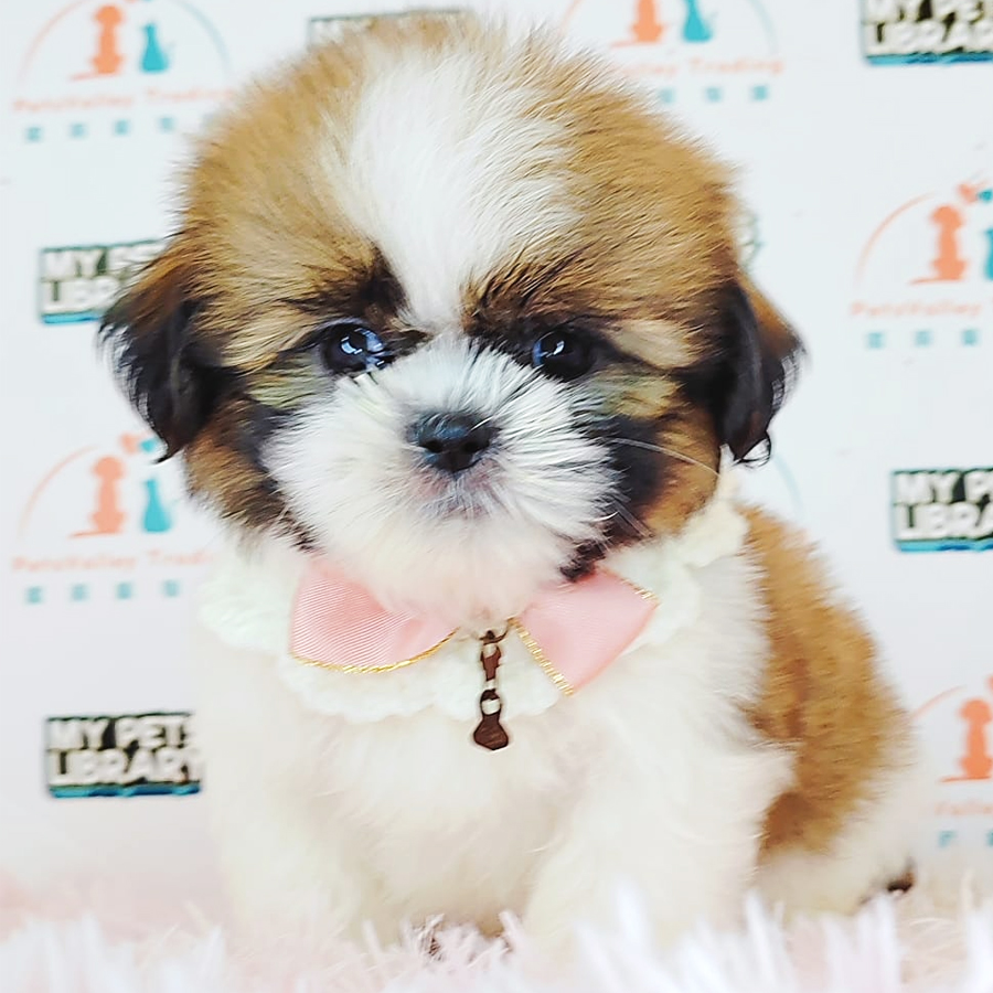 Shih Tzu Puppy (Female) For Sale