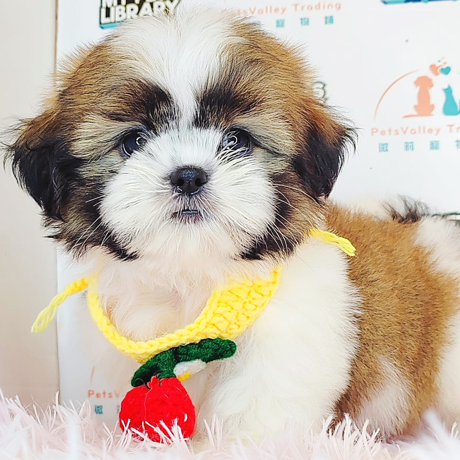 Shih Tzu Puppy (Female) For Sale